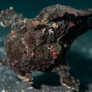 Frogfish on Padang Bai dive site'